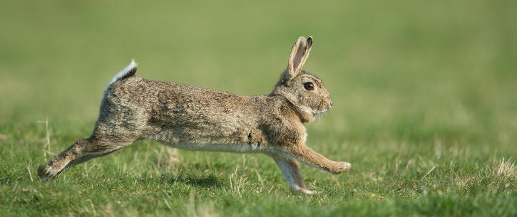 Lapin de garenne au cours d'une chasse à la journée octobre 2016