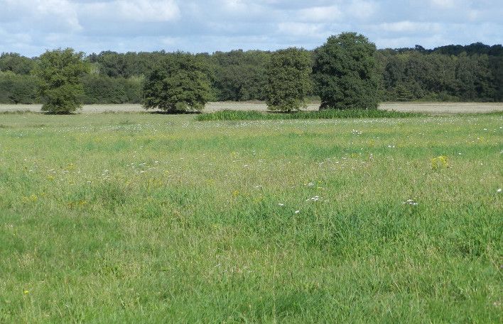 image du territoire de chasse à la journée devant soi de Baffou en Sologne