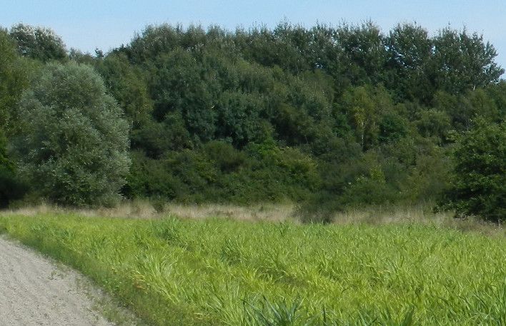 image du territoire de chasse à la journée devant soi de Conces en Sologne
