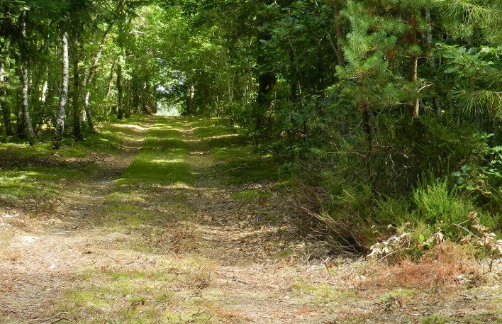 image du territoire de chasse à la journée devant soi de la Garenne en Sologne