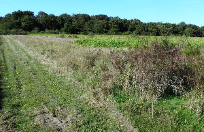 image du territoire de chasse à la journée devant soi de laPréfaucherie en Sologne