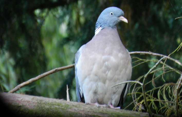 image de chasse aux pigeons