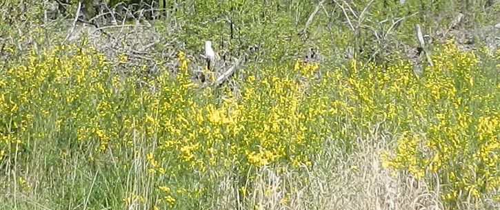 Plantation de genêts sur le territoire de chasse à la journée de Baffou