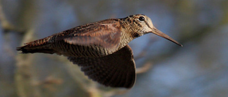 Bécasse en vol sur un territoire de chasse de sologne