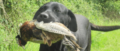 chien de chasse rapportant un gibier