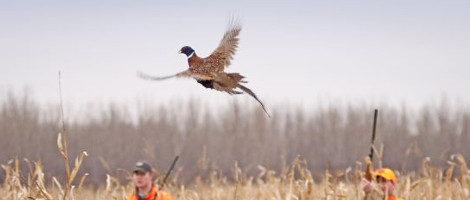 journée de chasse devant soi au faisan
