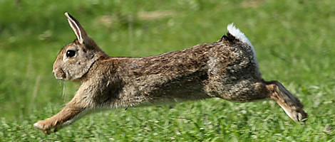 lapin de garenne sur le territoire de Conces en Sologne