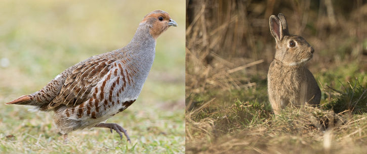 Perdrix grises et lapin pour des journées de chasse devant soi