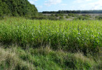 vignette image de ce territoire de chasse à la journée en Sologne